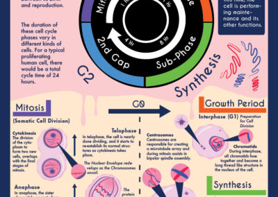 Infographics